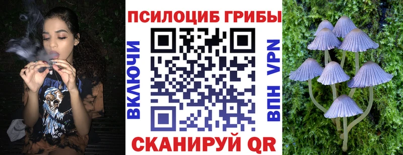 что такое   Белая Холуница  Псилоцибиновые грибы Psilocybine cubensis 